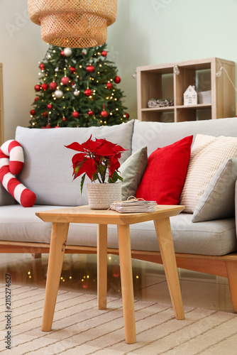 Christmas plant poinsettia ...