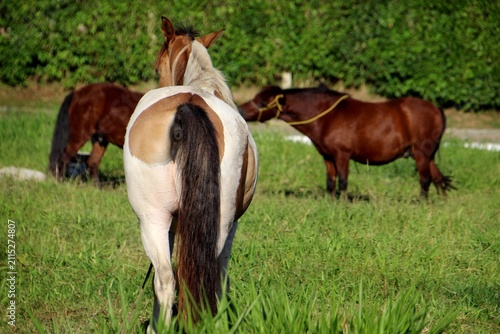 Принти на полотні animal cavalo - equus ferus caballus