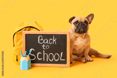 Cute French bulldog with sc...