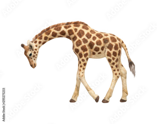 Photography Tall giraffe png Spotted giraffe cutout African giraffe png Walking giraffe cuto