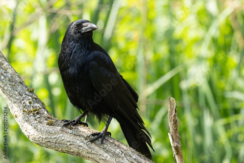 Carrion Crow portrait on a tree branch with green background