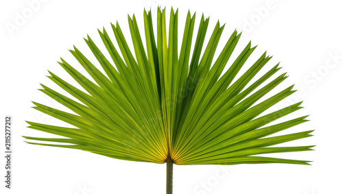 Canvastavla Isolated vibrant green palm frond with natural patterns, a fresh tropical botani