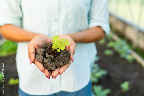 Woman hands planting seedling in soil at organic farm, agriculture education, biology learning, gardening study, sustainable farming, plant growth, green environment, food production