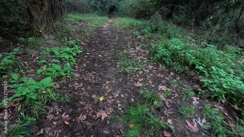 Walking on a scenic forest trail from a first-person view