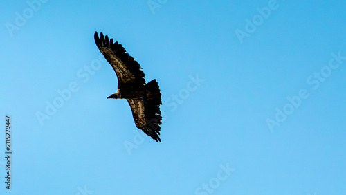 Quadro su tela Cinereous Vulture Flying Gliding Across Clear Blue Sky