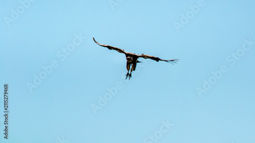 Cuadro en lienzo Cinereous Vulture Flying Gliding Across Clear Blue Sky