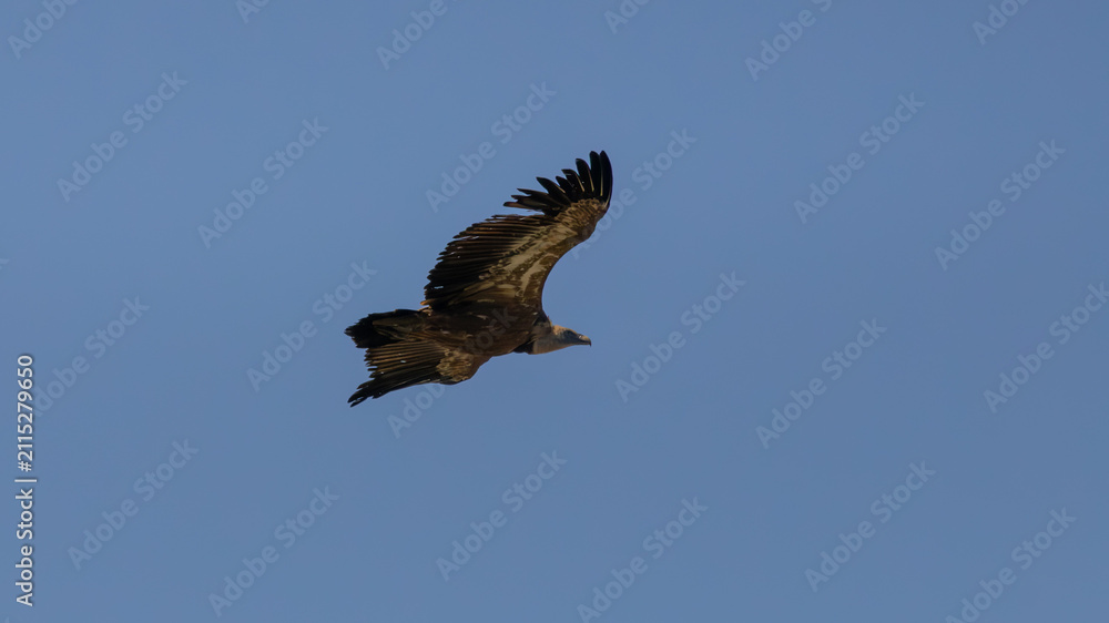 Fototapeta premium Cinereous Vulture Flying Gliding Across Clear Blue Sky