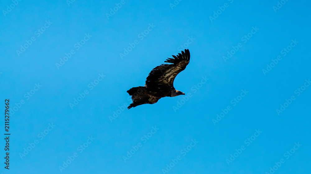 Fototapeta premium Cinereous Vulture Flying Gliding Across Clear Blue Sky