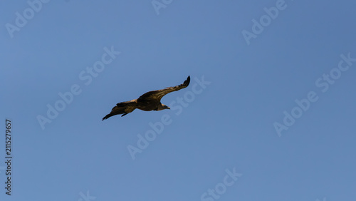 Cuadro en lienzo Cinereous Vulture Flying Gliding Across Clear Blue Sky