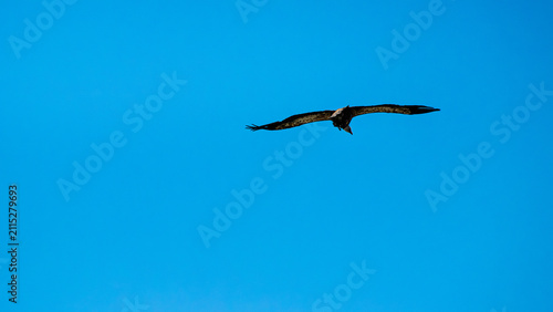 Bild auf Leinwand Cinereous Vulture Flying Gliding Across Clear Blue Sky