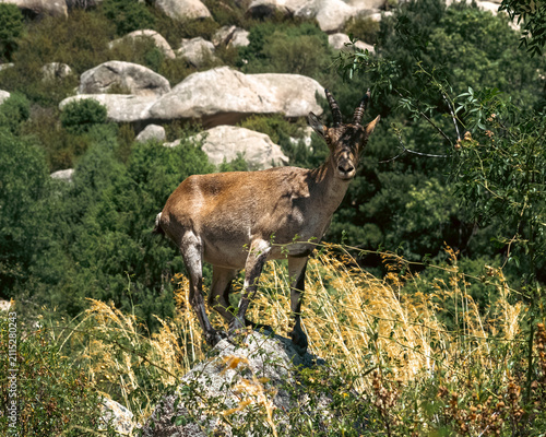 Konstfotografi Spanish Ibex Standing on Rocky Outcrop in Mountainous Landscape