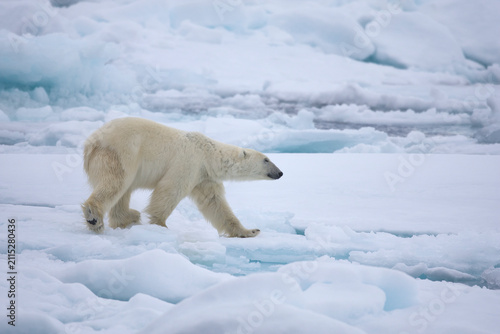 Polar bear on sea ice in the Arctic