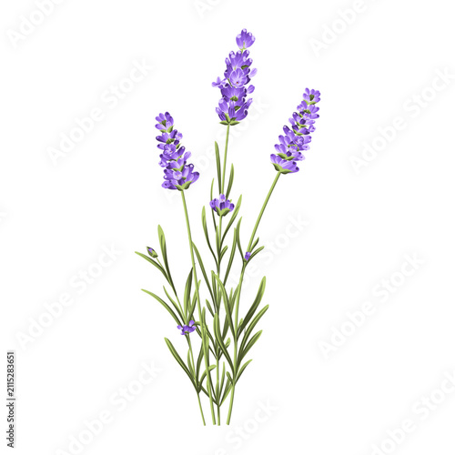Hand drawn lavender bush vector illustration isolated