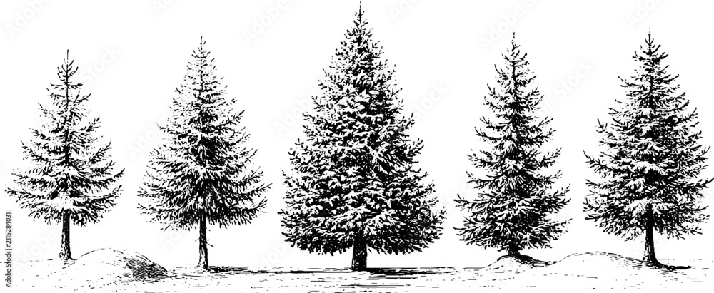 Obraz premium Row of five ink pine tree silhouettes for christmas tree lot winter background and poster design with engraved sketch style
