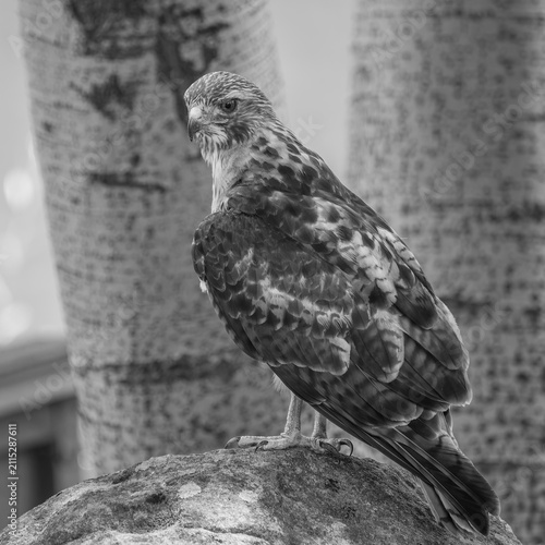 Red Tail Hawk, Durango, Colorado, USA