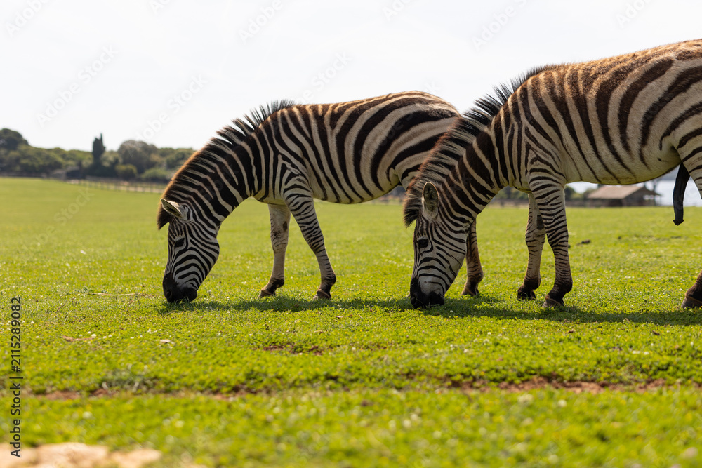 Obraz premium Plains zebras in Brijuni National Park in Istria Croatia former summer residence of Tito
