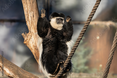Colobus Monkey Relaxing On Tree Branch