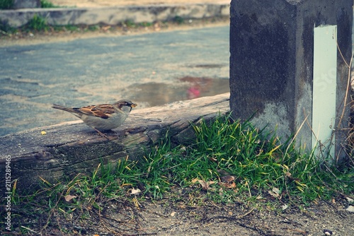 фотографія A small sparrow perches on a weathered wooden curb beside green grass and a conc
