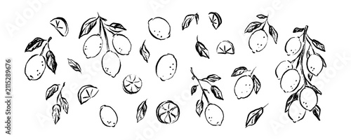 Hand draw pencil, crayon, chalk lemon doodle scribbles. Vintage botany sketch. Summer citrus fruit vector illustration. Mediterranean Italian Amalfi, Positano, Sicily design element. Limoncello logo