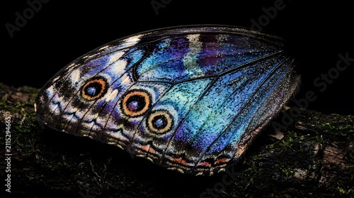 Vibrant Butterfly Wing on Dark Bark in Low Light