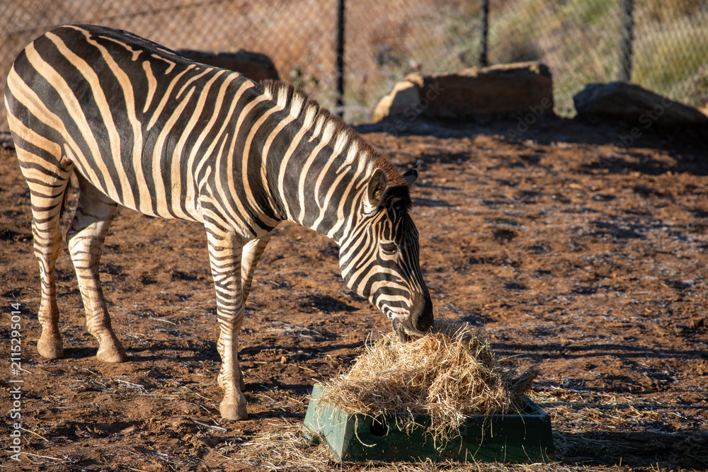 Obraz premium Zebra Grazing Dry Grass At Wildlife Sanctuary