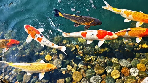 Colorful koi fish swimming in a crystal clear pond with stones beneath the water