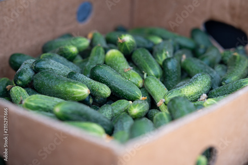 Fresh cucumbers in a cardboard box at a local market during the afternoon