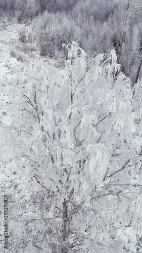 Aerial view of a snowy forest during a cold winter. Snow covered trees. Beautiful nordic nature. Camera slowly moving backwards and upwards while tilting downwards. Vertical video