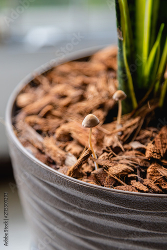Small Wild Mushrooms Growing in Potted Snake Plant Soil