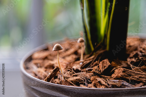 Wild Mushrooms Sprouting Beside Snake Plant in Coconut Coir