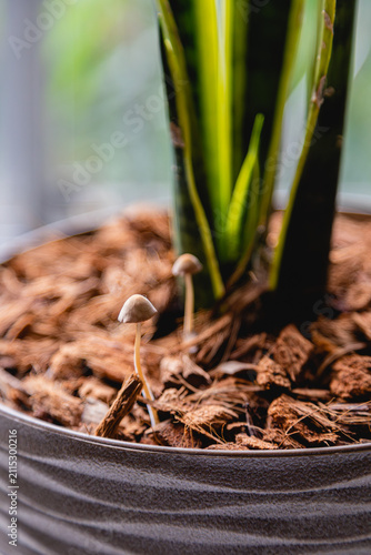 Tiny Mushroom Emerging from Mulch in Houseplant Pot