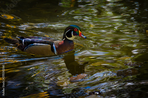 duck on the water
