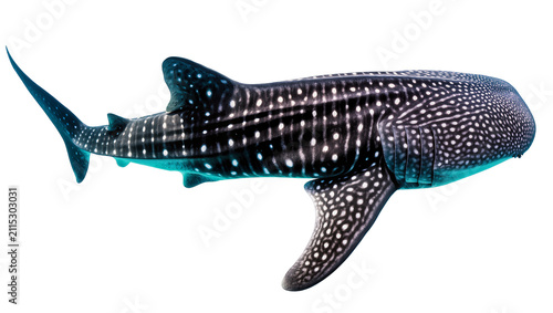 Cuadro en lienzo Isolated majestic whale shark swimming with distinctive spotted pattern in side