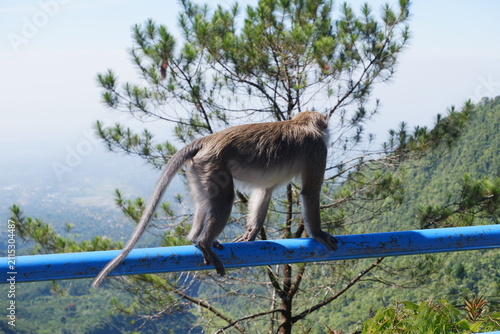 Canvas Print A monkey walking on blue iron