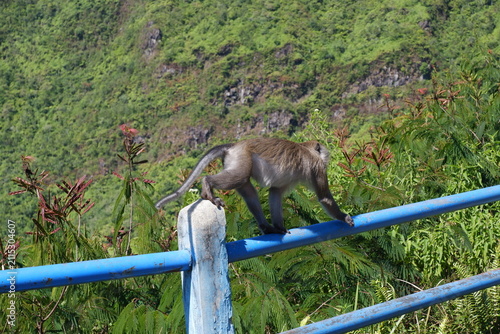 Canvas Print A monkey walking on blue iron