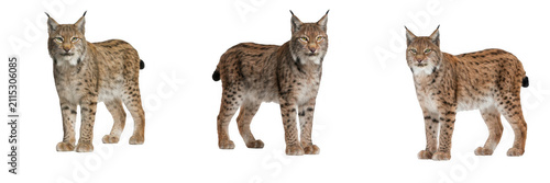Canvas Print Eurasian lynx wild cats standing in various poses with spotted fur and tufted ea