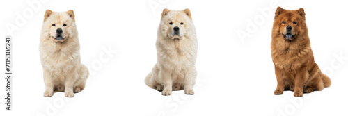 Принти на полотні Set of fluffy Chow Chow dogs sitting isolated on white background purebred canin