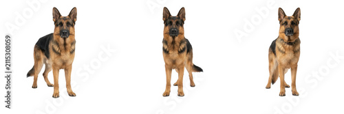 фотографія Set of purebred German Shepherd dogs standing isolated on white background loyal