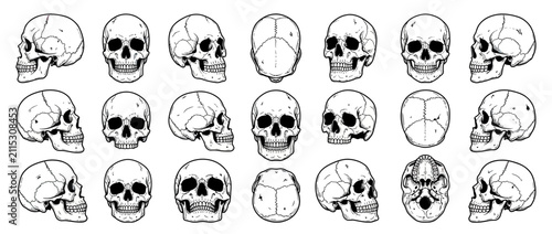 Foto Human Skull Anatomy Study Illustrations in Multiple Views