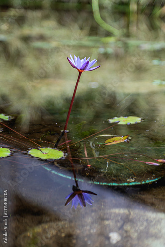 Purple Water Lily with Reflection on Tranquil Pond