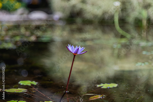 Purple Water Lily Blooming on Calm Pond Surface