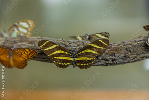 Preserved Taxidermy Butterflies Mounted on Wooden Branch