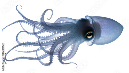 Fotografie Isolated marine life illustration of a blue squid with its intricate swirling te