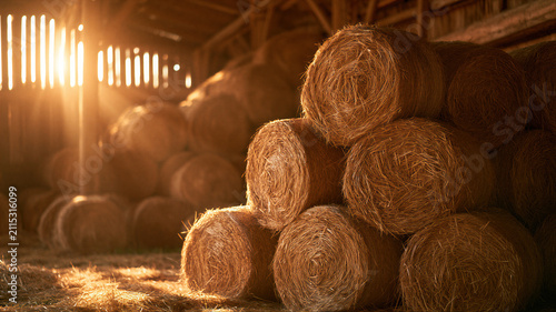 Stack of round hay bales inside a rustic wooden barn. Sunlight streaming through wooden slats during autumn. Agricultural harvest storage, farming concept and rural country lifestyle.