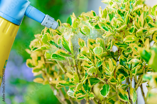  spraying a variegated Euonymus shrub with visible caterpillar webbing and feeding damage. Concept of pest prevention, ornamental shrub maintenance, landscape care and healthy garden management. 