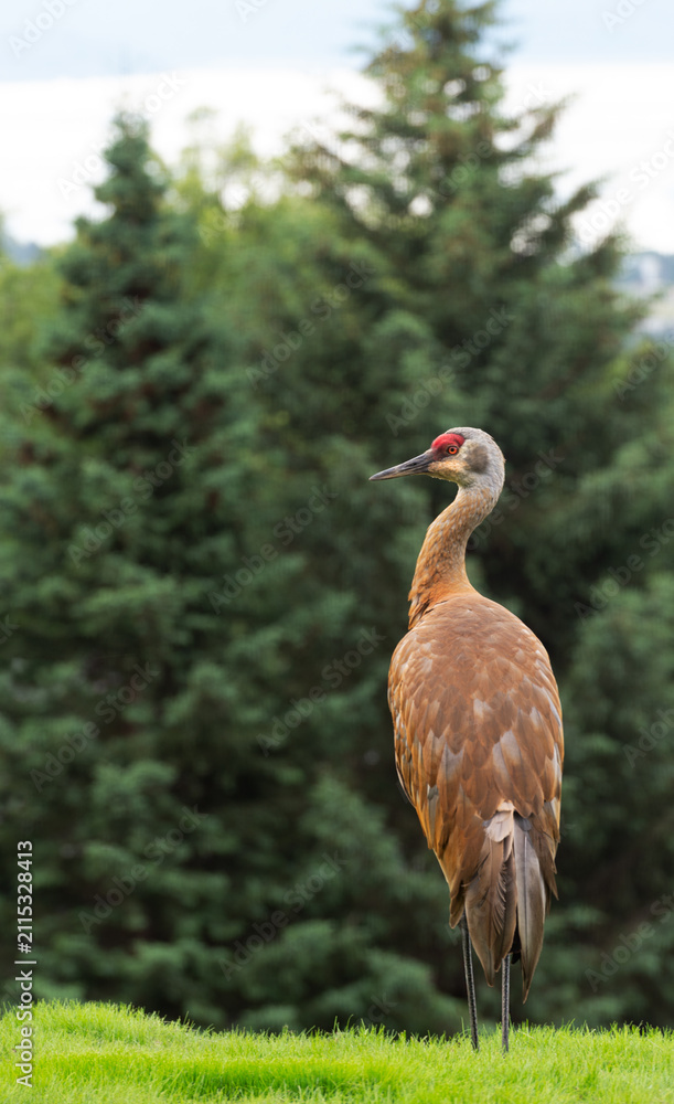 Fototapeta premium Sandhill Crane in Residential Scene