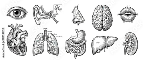 Vintage Human Anatomy Illustrations
