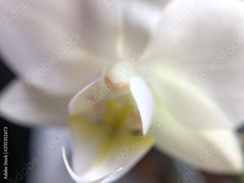 Foto Closeup of an Orchid