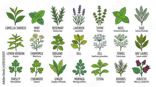 Herbal Plants Collection with Botanical Illustrations and Names