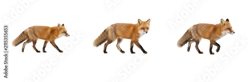 Konstfotografi Red fox wild animal with bushy tail walking set isolated on transparent backgrou